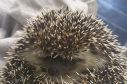 Hedgehog Craps Betting System